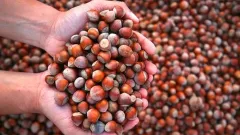 Türkiye'nin 2025 Fındık İhracatı: Almanya Lider Konumda - 61Gündem